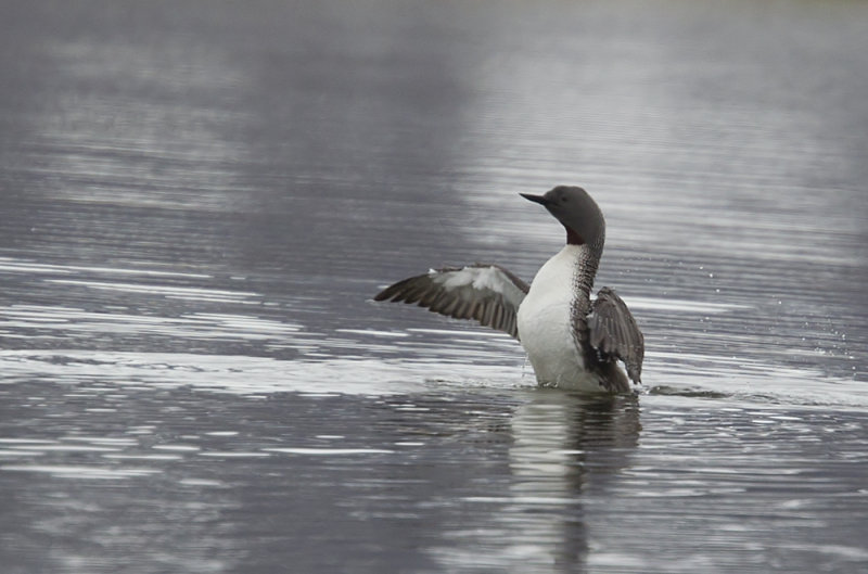 Red-throated Loon (Smlom) Gavia stellata CP4P4091.jpg