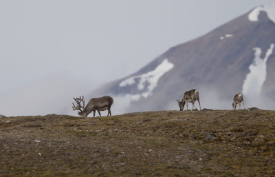 Svalbard reindeer CP4P3924.jpg