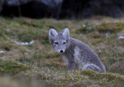Arctic Fox (Fjllrv) Alopex lagopus spitzbergensis CP4P4562.jpg