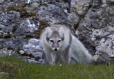 Arctic Fox (Fjllrv) Alopex lagopus spitzbergensis CP4P4524.jpg