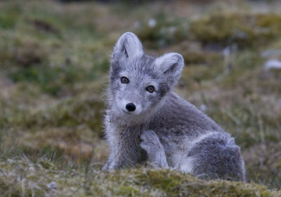 Arctic Fox (Fjllrv) Alopex lagopus spitzbergensis CP4P4570.jpg