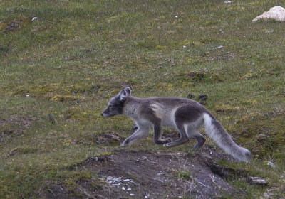 Arctic Fox (Fjllrv) Alopex lagopus spitzbergensis CP4P4605.jpg