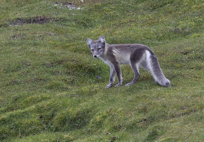 Arctic Fox (Fjllrv) Alopex lagopus spitzbergensis CP4P4612.jpg