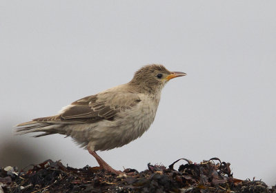 Rosy Starling (Rosenstare) Sturnus roseus CP4P6281jpg