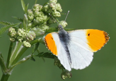 Orange Tip (Aurorafjäril) Anthocharis cardamines IMG_5713.jpg