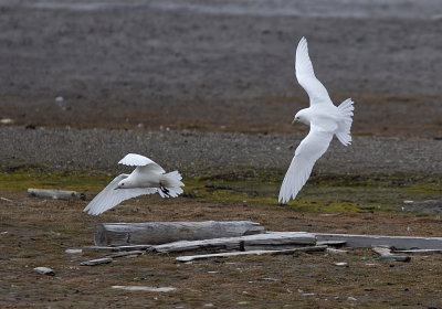 Ivory Gulls (Ismsar) Pagophila eburneaCP4P9569.jpg