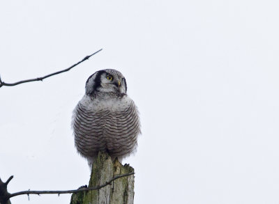 Northern Hawk-Owl (Hökuggla) Surnia ulula CP4P6573.jpg