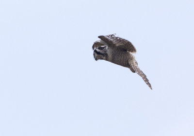Northern Hawk-Owl (Hökuggla) Surnia ulula CP4P6552.jpg