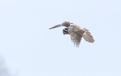Northern Hawk-Owl (Hkuggla) Surnia ulula CP4P6558.jpg