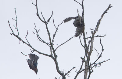 Northern Hawk-Owl (Hkuggla) Surnia ulula CP4P6403.jpg