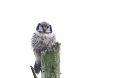 Northern Hawk-Owl (Hkuggla) Surnia ulula CP4P6578.jpg