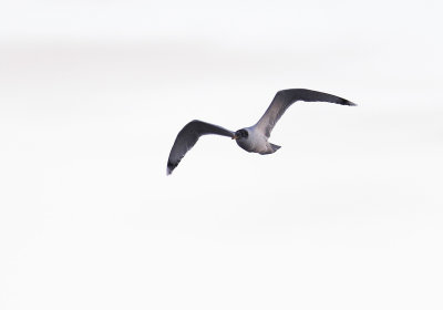 Pallas´s Gull (Svarthuvad trut) Larus ichtyaetus CP4P6942.jpg