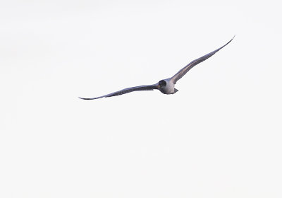 Pallas´s Gull (Svarthuvad trut) Larus ichtyaetus CP4P6939.jpg
