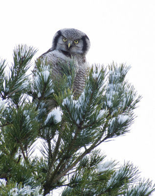 Northern Hawk-Owl (Hkuggla) Surnia ulula P1170647.jpg