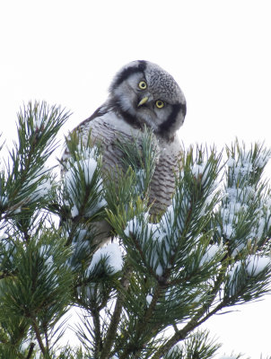 Northern Hawk-Owl (Hkuggla) Surnia ulula P1170646.jpg