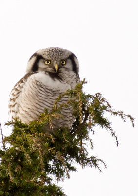 Northern Hawk-Owl (Hkuggla) Surnia ulula P1230717.jpg