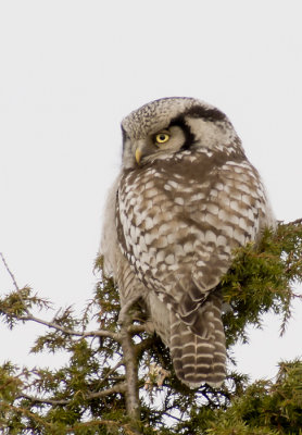 Northern Hawk-Owl (Hkuggla) Surnia ulula P1230678.jpg