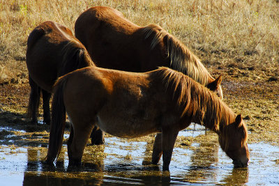 Chincoteague Pony Safari