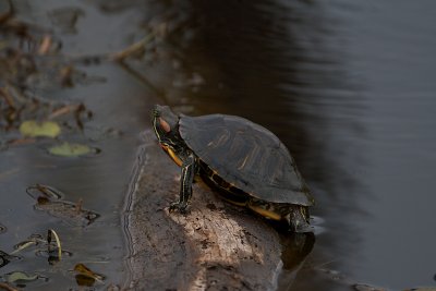 Red-eared Slider