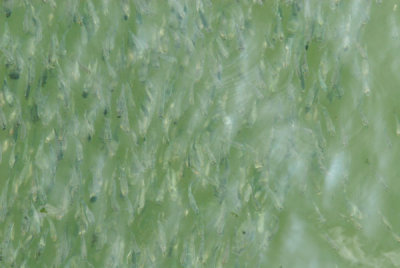 DSC_0072.jpg