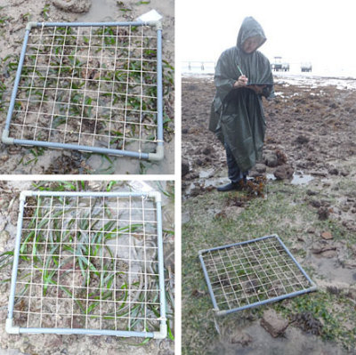 seagrasses.jpg