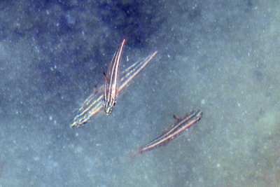 DSC_0095.jpg