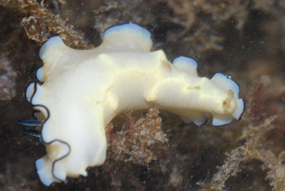 DSC_0098.jpg