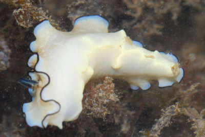 DSC_0099.jpg