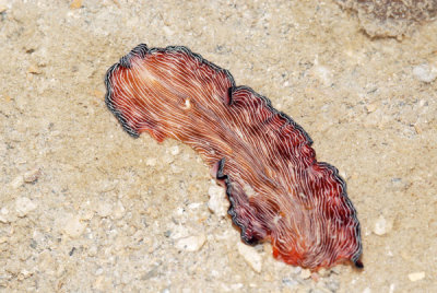 DSC_0114.jpg