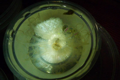 P1020041.jpg