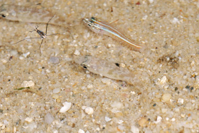 DSC_0161.jpg