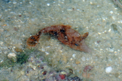 DSC_0165.jpg