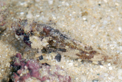 DSC_0169.jpg
