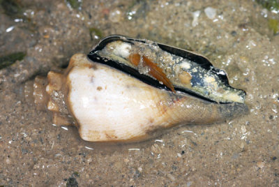 DSC_0207.jpg