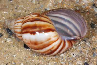 DSC_0241.jpg
