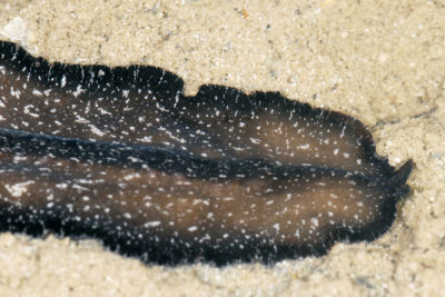 DSC_0247.jpg