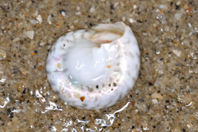 DSC_0849.jpg