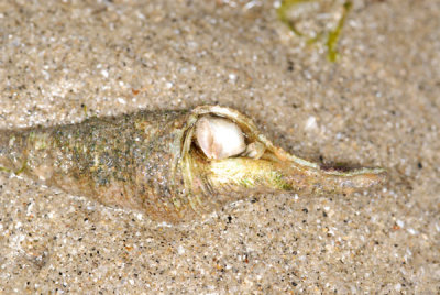 DSC_0864.jpg