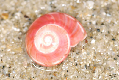 DSC_0867.jpg