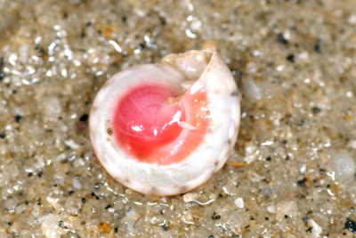 DSC_0871.jpg