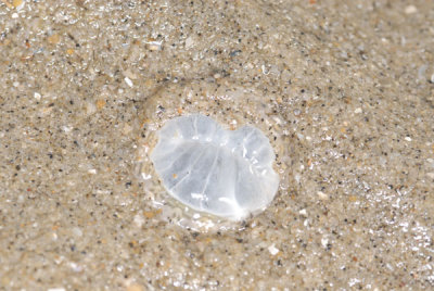 DSC_0872.jpg