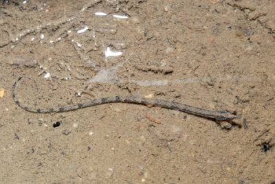 DSC_0908.jpg