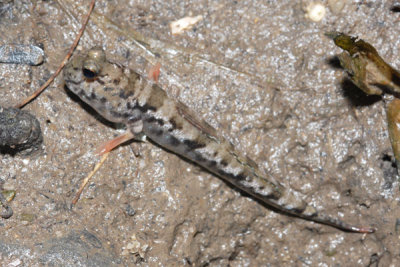 DSC_0929.jpg