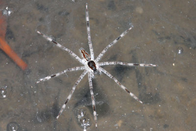 DSC_0984.jpg