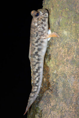 DSC_1001.jpg