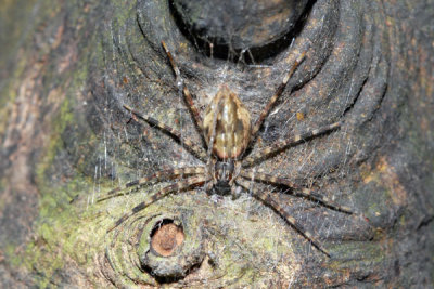DSC_1004.jpg