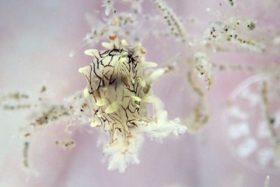 P1120144.jpg