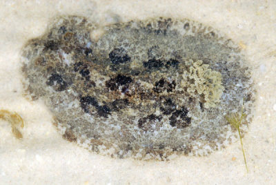 DSC_1106.jpg