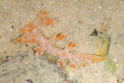 DSC_1116.jpg