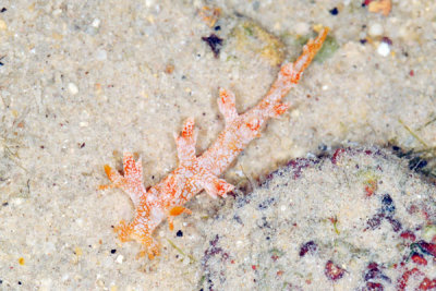 DSC_1117.jpg